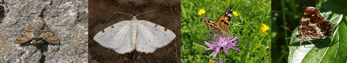 Collage mit vier Fotos von Schmetterlingen (Taubenschwänzchen, Zweifleck-Weissspanner, Distelfalter)