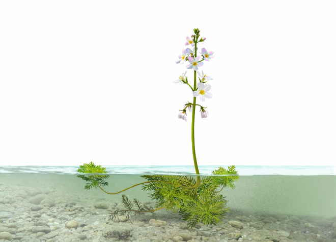 Illustration showing the water violet, an aquatic plant with pink flowers and segmented leaves.