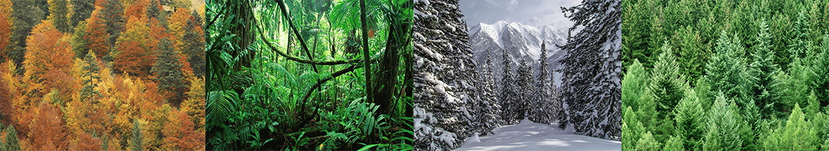 Collage mit 4 Fotos von unterschiedlichen Wäldern