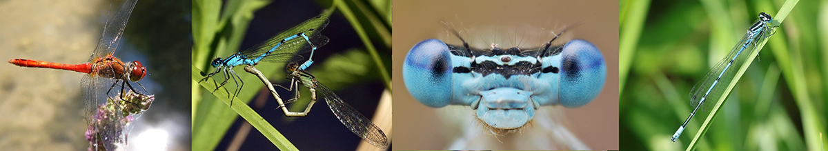 Collage mit 4 Fotos von Libellen 