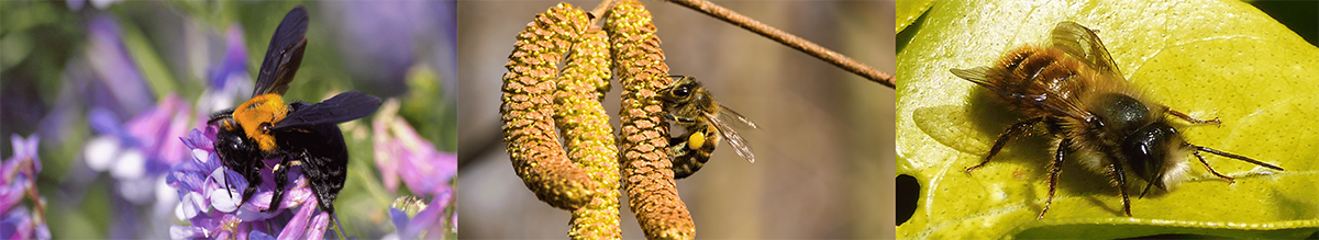 Collage mit 3 Fotos von der Holzbiene, der Honigbiene und der rostroten Mauerbiene (bei der Nahrungsaufnahme)