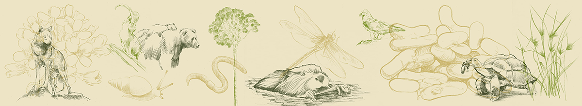 Zeichnung von verschiedenen Tieren und Pflanzen